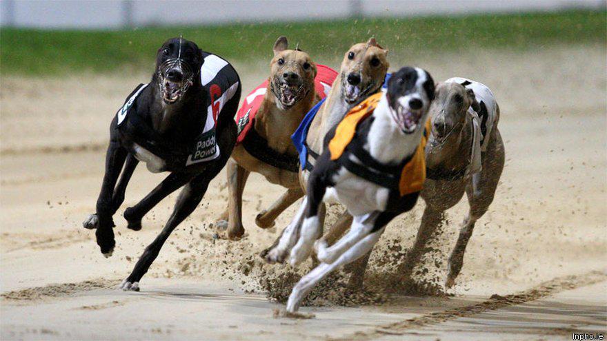 Greyhound betting