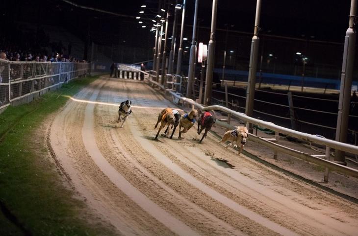 Simple greyhound racing betting